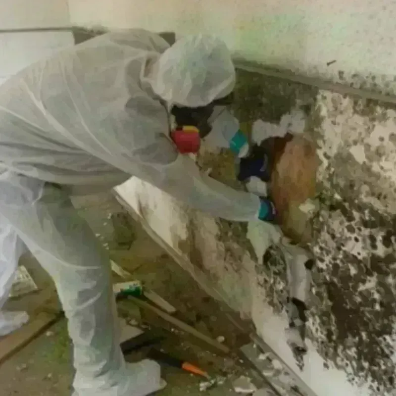 Mold Remediation and Removal in Iredell County, NC